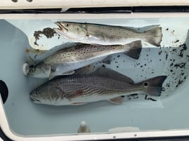 Redfish, Speckled Trout Fishing in Folly Beach, South Carolina