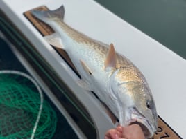 Redfish Fishing in Folly Beach, South Carolina