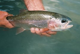 Guadalupe River Drift