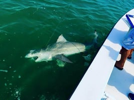 Evening Shark and Tarpon Trip