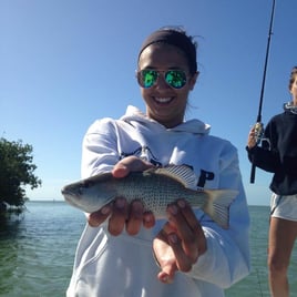 Mangrove Snapper Fishing in Islamorada, Florida