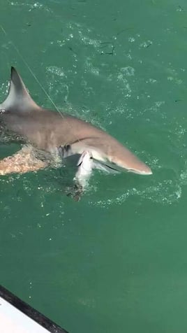 Evening Shark and Tarpon Trip