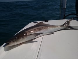 Cobia Fishing in Big Pine Key, Florida