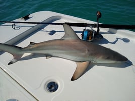 Blacktip Shark Fishing in Big Pine Key, Florida