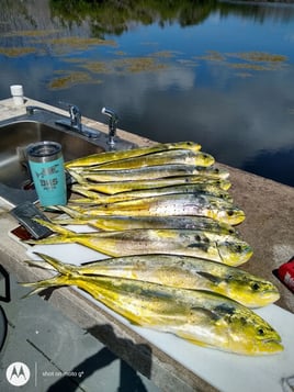 Mahi Mahi Fishing in Big Pine Key, Florida