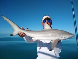 Blacktip Shark Fishing in Big Pine Key, Florida