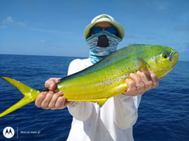 Mahi Mahi Fishing in Big Pine Key, Florida