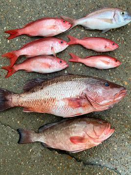 Mangrove Snapper, Vermillion Snapper Fishing in Niceville, Florida