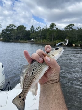 Redfish Fishing in Niceville, Florida