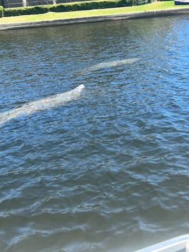 Tarpon Springs Intercoastal Trip