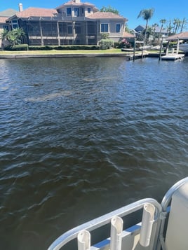 Tarpon Springs Intercoastal Trip