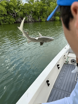 Key Largo Shark Special