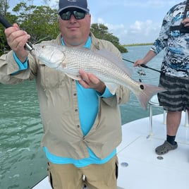 Redfish Fishing in Key Largo, Florida