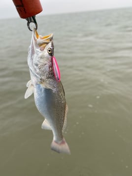 Galveston Bay Trophy Trout