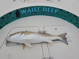 Galveston Bay Trophy Trout