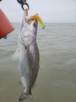 Galveston Bay Trophy Trout