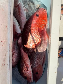 State Water Red Snapper Trip