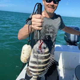 Sheepshead Fishing in Fort Myers, Florida