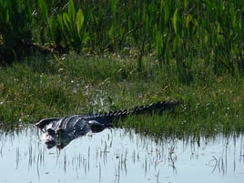 Alligator Eco Tour in the Everglades