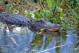 Alligator Eco Tour in the Everglades