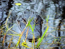 Alligator Eco Tour in the Everglades