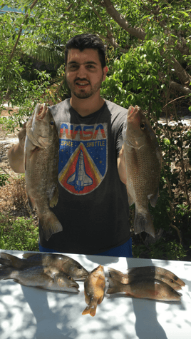 Mangrove Snapper Fishing in Summerland Key, Florida