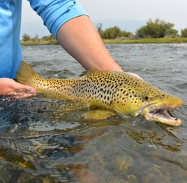 Finest Fly-Fishing Guides - Bozeman