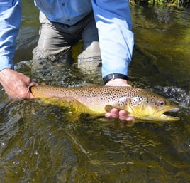 Finest Fly-Fishing Guides - Bozeman