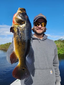 Everglades Bass & Peacock Bass