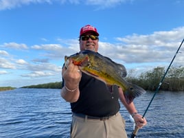 Peacock Bass Fishing in Plantation, Florida