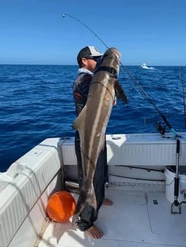 Cobia Fishing in Fort Myers Beach, Florida