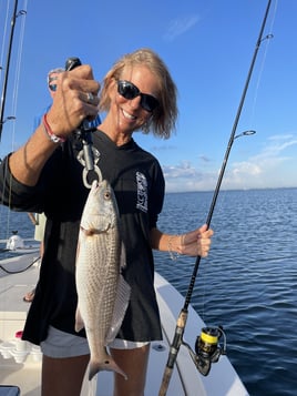 Redfish Fishing in Sarasota, Florida