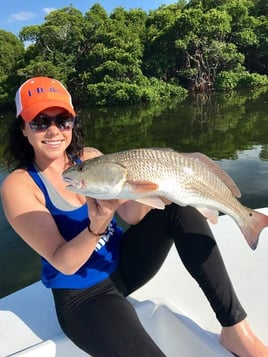 Redfish Fishing in Sarasota, Florida