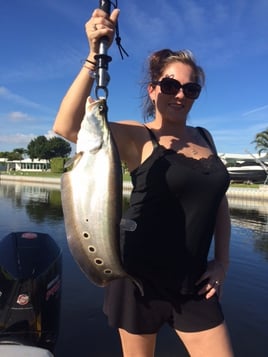 Clown Knifefish Fishing in Fort Lauderdale, Florida