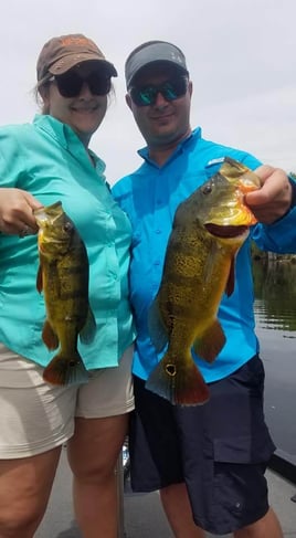 Peacock Bass Fishing in Fort Lauderdale, Florida