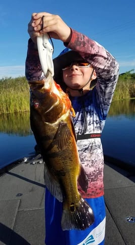 Peacock Bass Fishing in Fort Lauderdale, Florida