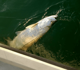 Tarpon Fishing in Englewood, Florida