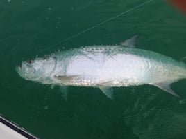 Tarpon Fishing in Englewood, Florida