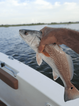 Redfish Fishing in Galveston, Texas