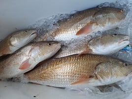 Redfish Fishing in Galveston, Texas