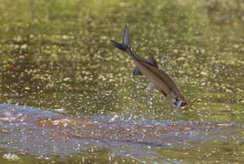 Fishing Nirvana in Boca Grande