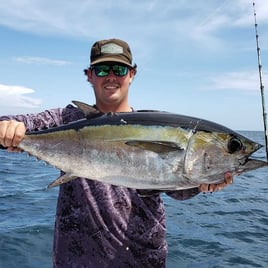 Yellowfin Tuna Fishing in Pompano Beach, Florida