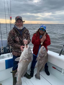 Black Drum Fishing in Galveston, Texas