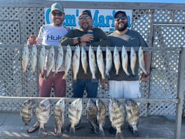 Black Drum, Sheepshead, Speckled Trout Fishing in Corpus Christi, Texas