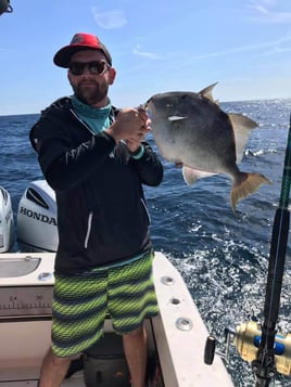 Triggerfish Fishing in St. Augustine, Florida