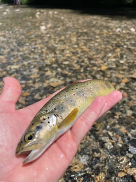 Epic Spanish Pyrenees Fly Fishing