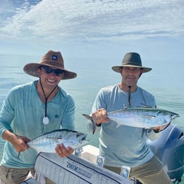 False Albacore Fishing in St. Augustine, Florida