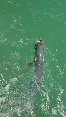 Everglades Inshore Trip