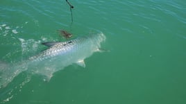 Everglades Inshore Trip