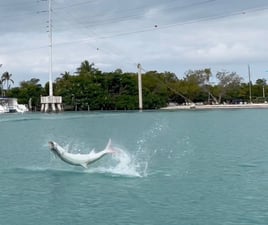 Everglades Inshore Trip